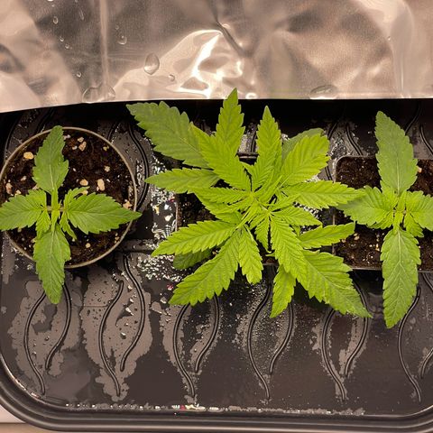 Runtz growlog timeline photo