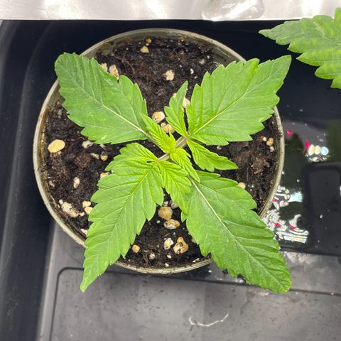Lava Cake growlog timeline photo