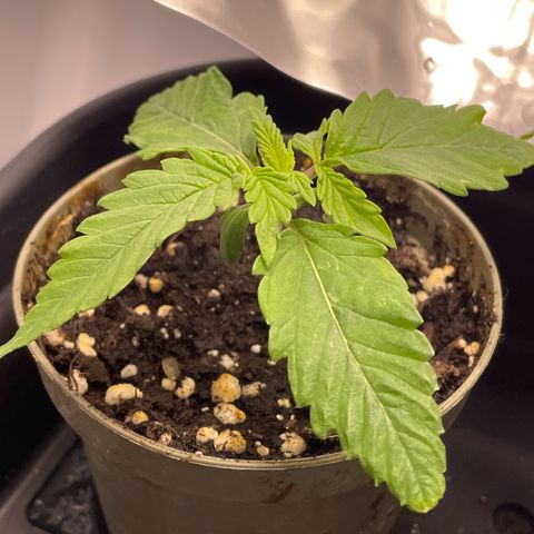 Lava Cake growlog timeline photo