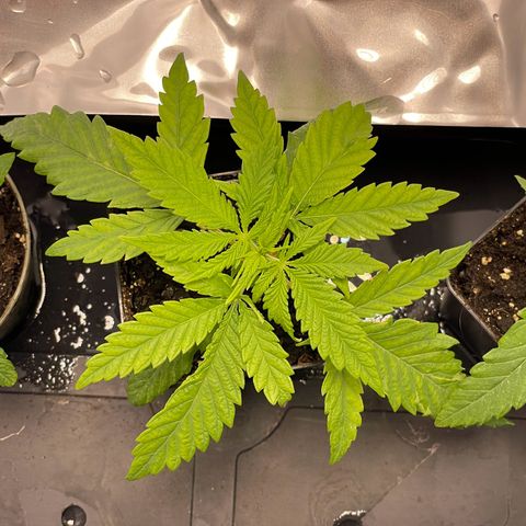 Runtz growlog timeline photo