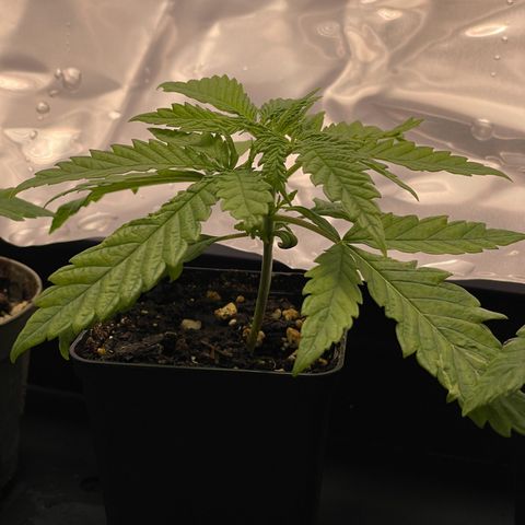 Runtz growlog timeline photo