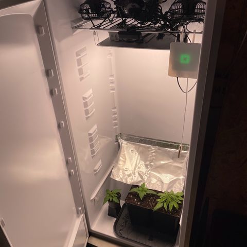 Runtz growlog timeline photo