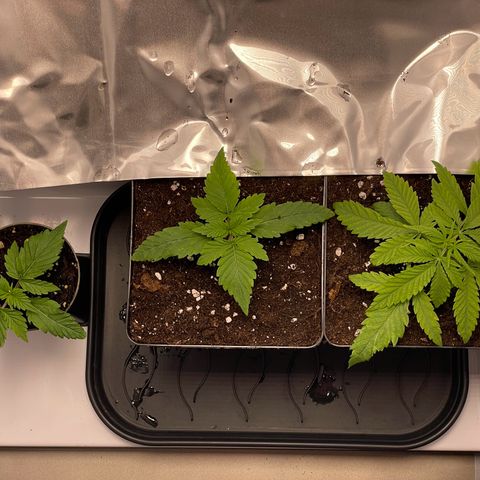 Runtz growlog timeline photo