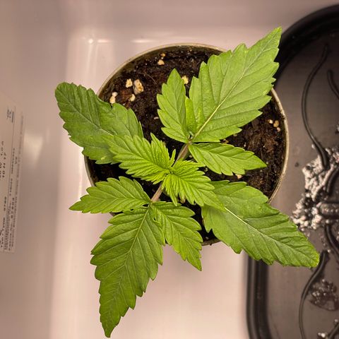 Lava Cake growlog timeline photo