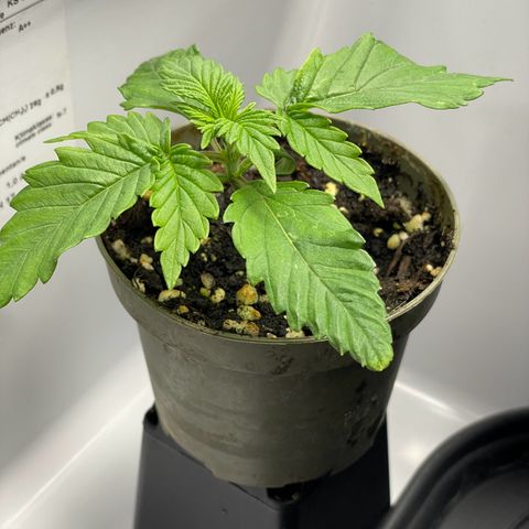 Lava Cake growlog timeline photo