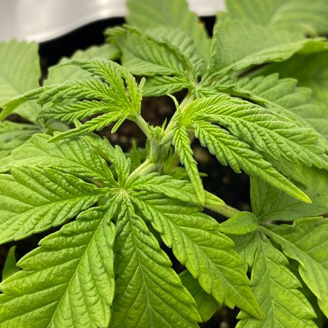 Runtz growlog photo: getoppt