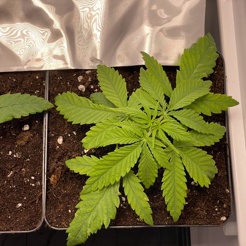 Runtz growlog timeline photo
