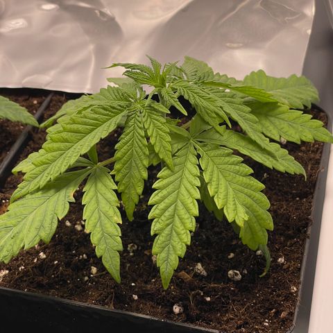 Runtz growlog timeline photo