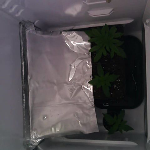 Runtz growlog timeline photo
