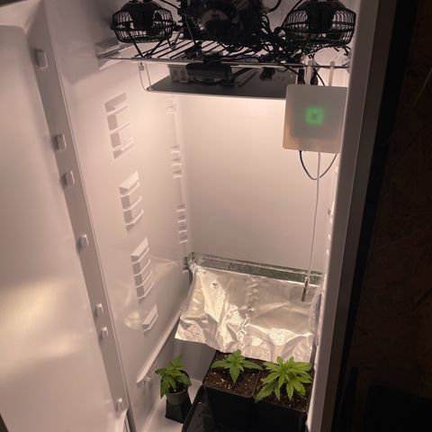 Runtz growlog timeline photo