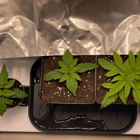 Runtz growlog timeline photo