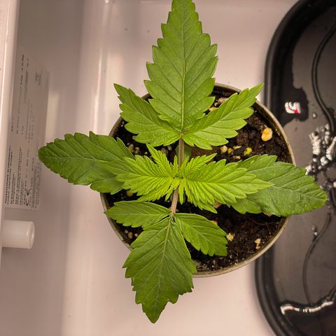 Lava Cake growlog timeline photo