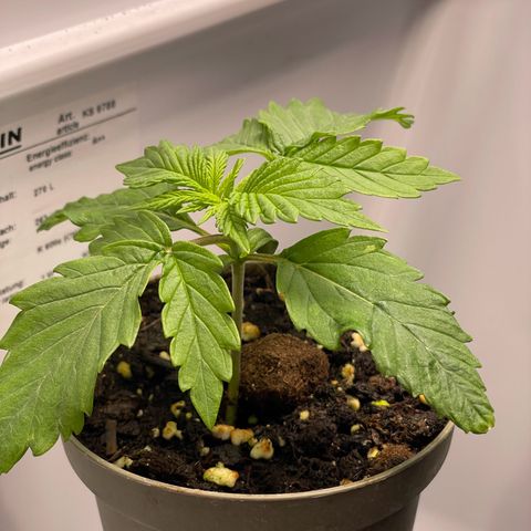 Lava Cake growlog timeline photo