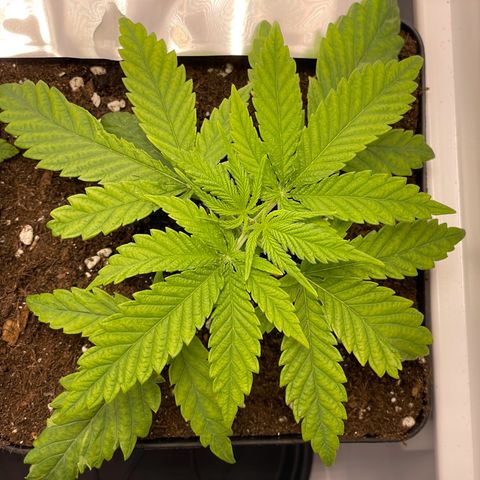 Runtz growlog timeline photo