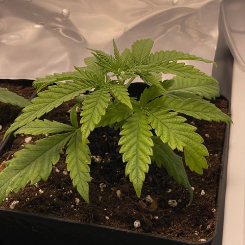 Runtz growlog timeline photo