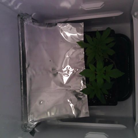 Runtz growlog timeline photo