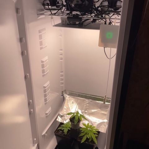 Runtz growlog timeline photo