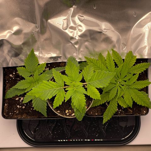 Runtz growlog timeline photo