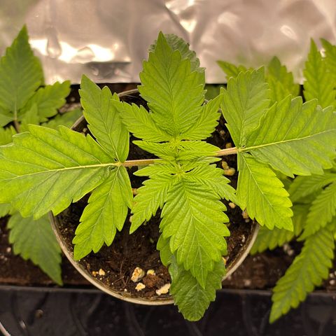 Lava Cake growlog timeline photo
