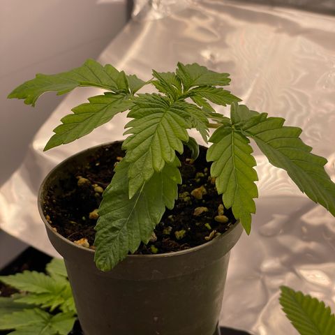 Lava Cake growlog timeline photo