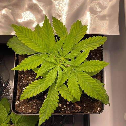 Runtz growlog timeline photo