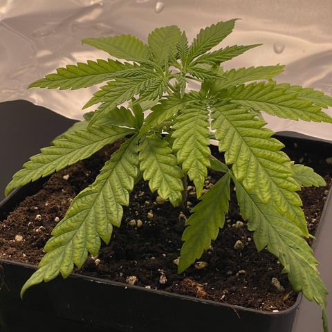 Runtz growlog timeline photo