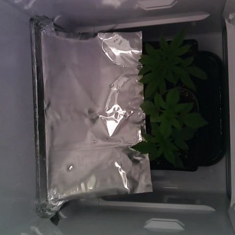 Runtz growlog timeline photo