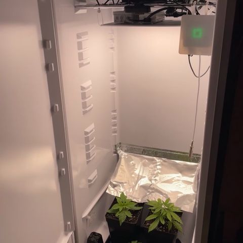 Runtz growlog timeline photo