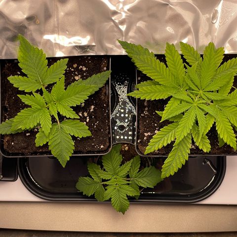 Runtz growlog timeline photo