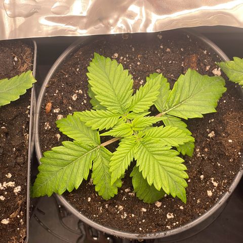 Lava Cake growlog timeline photo