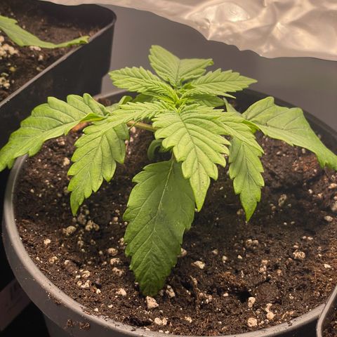 Lava Cake growlog timeline photo