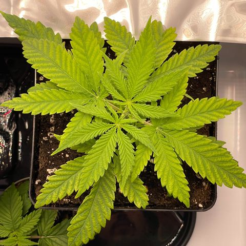 Runtz growlog timeline photo