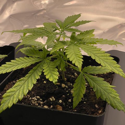Runtz growlog timeline photo