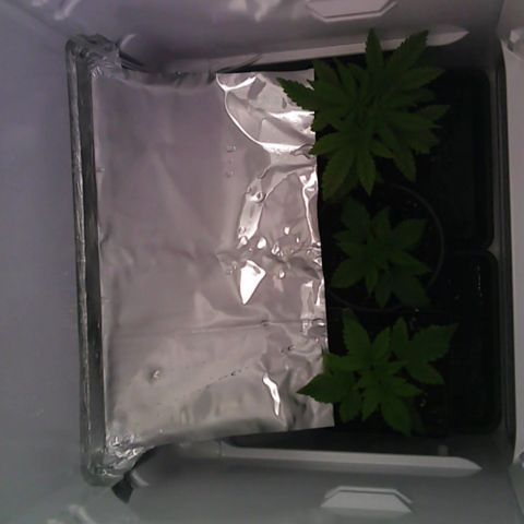 Runtz growlog timeline photo