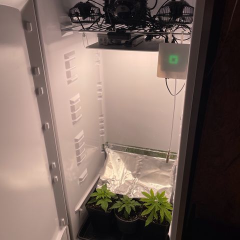Runtz growlog timeline photo