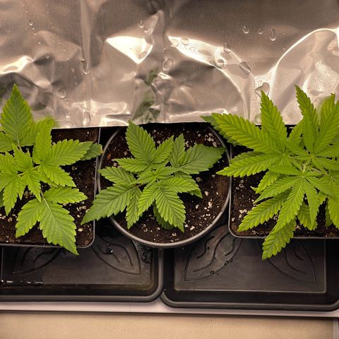 Runtz growlog timeline photo