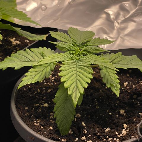 Lava Cake growlog timeline photo