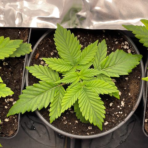 Lava Cake growlog timeline photo