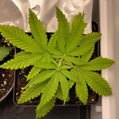 Runtz growlog timeline photo