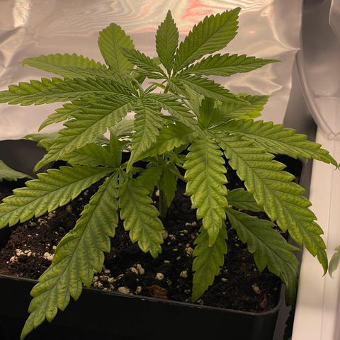 Runtz growlog timeline photo