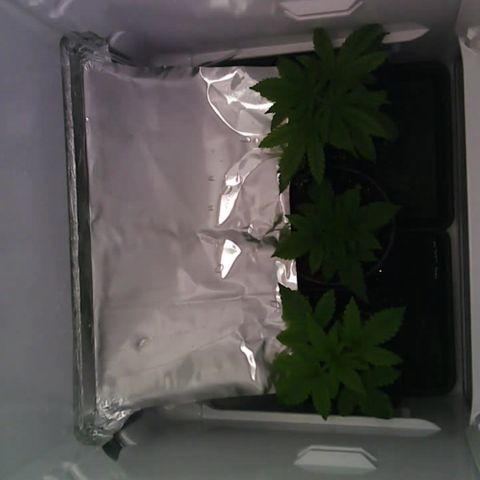 Runtz growlog timeline photo