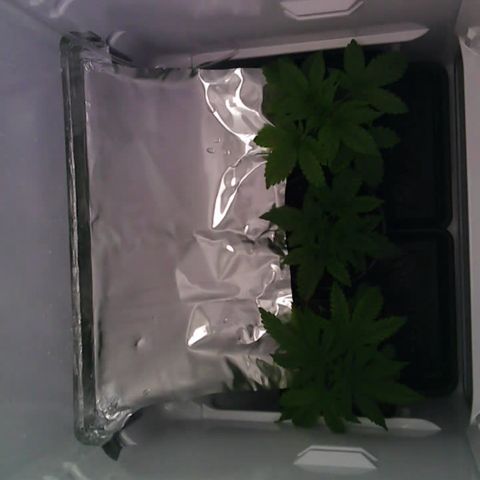Runtz growlog timeline photo