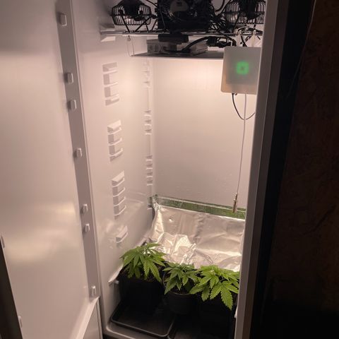 Runtz growlog timeline photo
