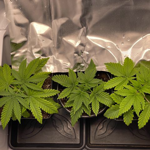 Runtz growlog timeline photo