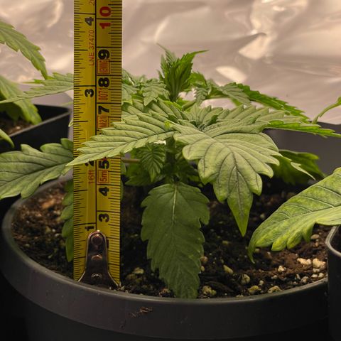 Lava Cake growlog timeline photo
