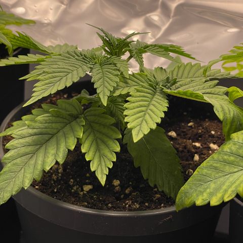 Lava Cake growlog timeline photo