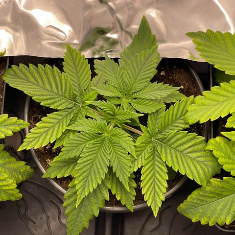 Lava Cake growlog timeline photo