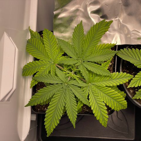 Runtz growlog timeline photo