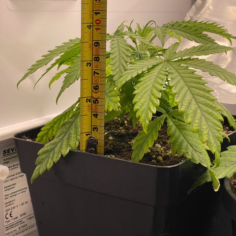 Runtz growlog timeline photo