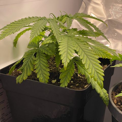 Runtz growlog timeline photo